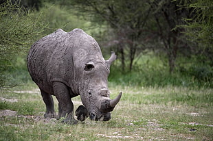 selective focus photography of gray rhinoceros at the forest